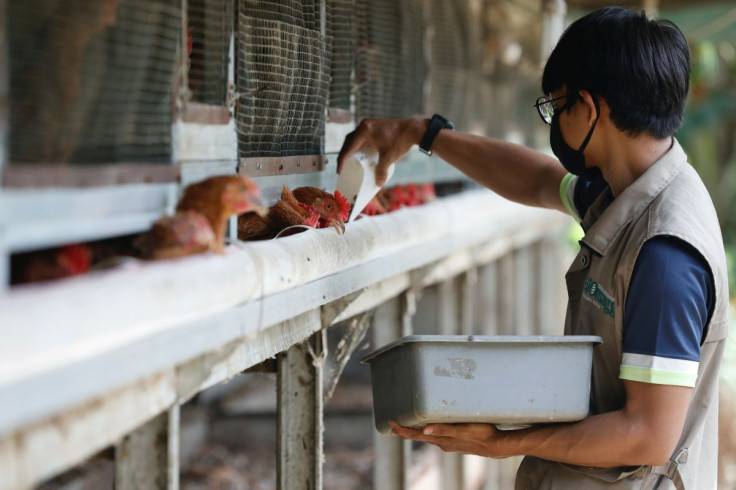 A worker feeds chickens with maggots at a Biomagg office in Depok, on the outskirts of Jakarta, Indonesia, November 23, 2021. 