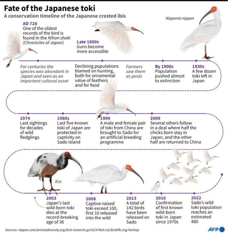 Timeline showing how efforts to save the Japanese crested ibis has unfolded.