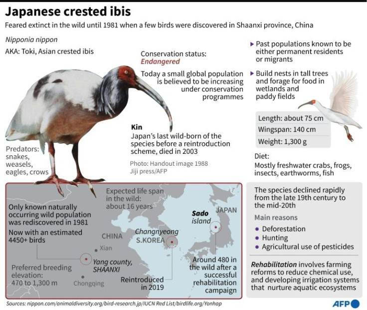 Factfile on the Japanese crested ibis that went effectively extinct in the wild in Japan, but has been reintroduced over the course of two decades.
