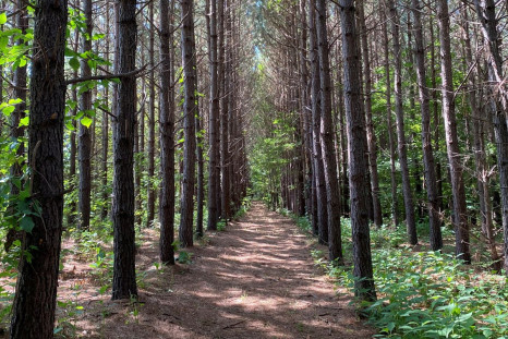 A trail though a forest, which is planned for development of Piedmont Lithium's mine, is seen in Gaston County, North Carolina, U.S., July 15, 2021.  