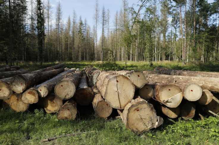 Logged trees are seen after logging at one of the last primeval forests in Europe, Bialowieza forest, Poland August 29, 2017.