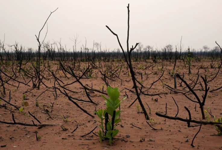 Plants are seen in a burned forest at the Nembi Guasu conservation area in the Charagua, Bolivia, September 24, 2019. 