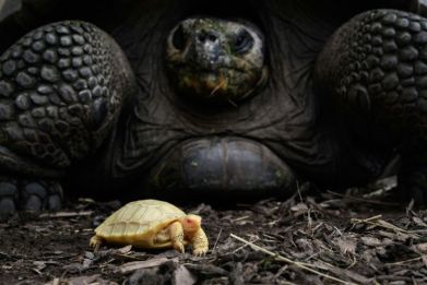 A picture taken on June 3, 2022 shows a unique albinos Galapagos giant tortoise baby, born on May 1, next to its mother at the Tropicarium of Servion, western Switzerland