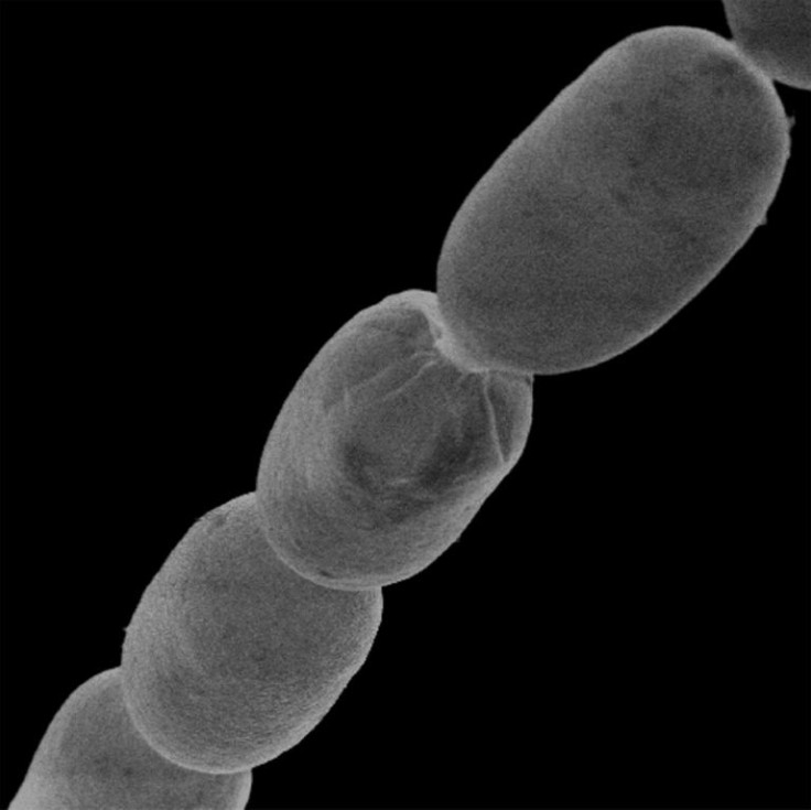 At up to two centimetres 'Thiomargarita magnifica' is around 5,000 times bigger than most bacteria