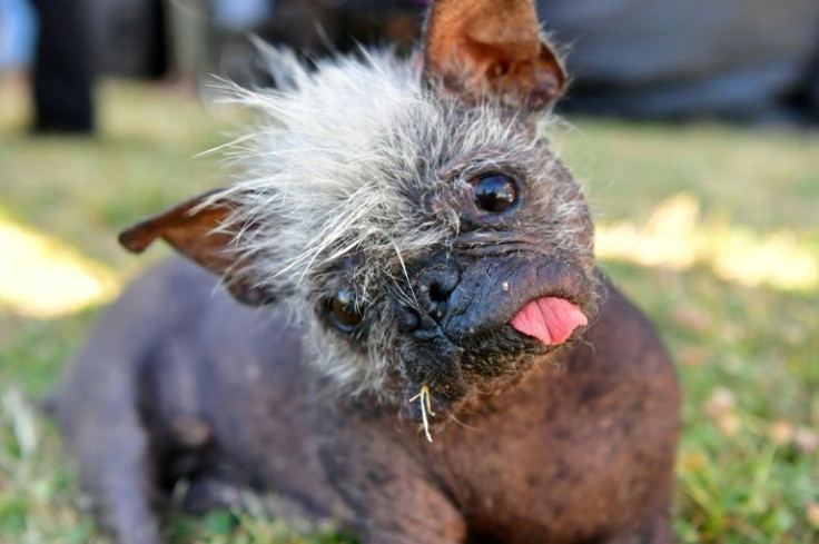 Behold Mr. Happy Face, crowned the world's ugliest dog at a contest in Petaluma, California