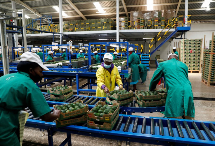 Employees examine avocados at the Kakuzi pack house in Makuyu, Kenya, May 11, 2022. Picture taken May 11, 2022.