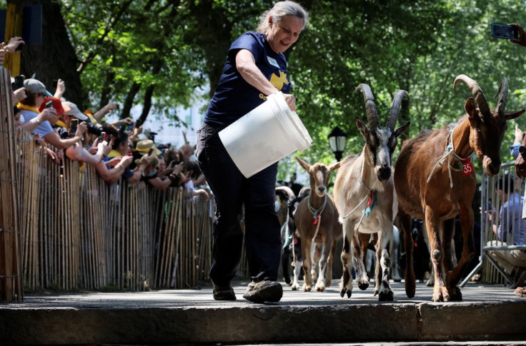 A handler leads goats from Green Goats farm in Rhinebeck, New York, as they are released into Riverside Park to eat invasive plants in Manhattan, New York City, U.S. June 29, 2022. 