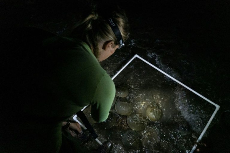 Kristi Lieske conducts a survey of horseshoe crabs spawning on a beach at the Ted Harvey Wildlife Area near Dover, Delaware