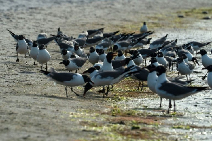 Laughing gulls feed on horseshoe crab eggs on a beach at the James Farm Ecological Preserve in Ocean View, Delaware, on June 16, 2022