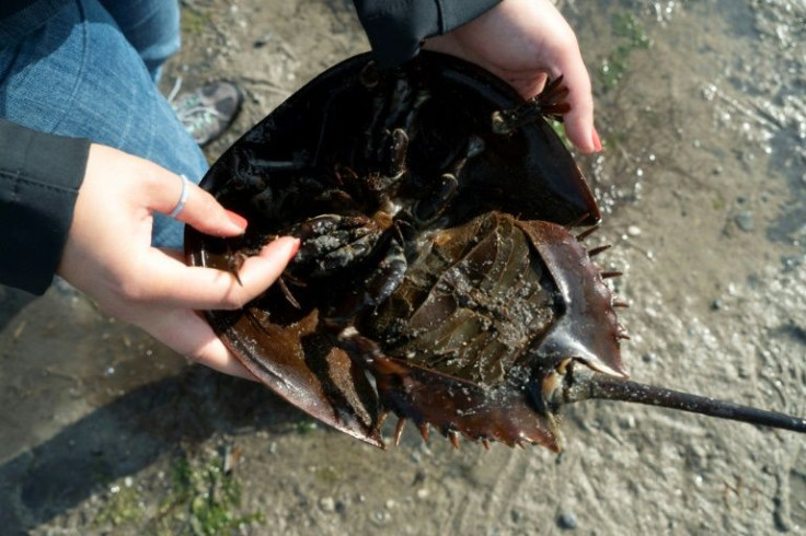"You're so cute," conservationist Nivette Perez-Perez tells a female horseshoe crab she has picked up in order to point out the animal's anatomical features