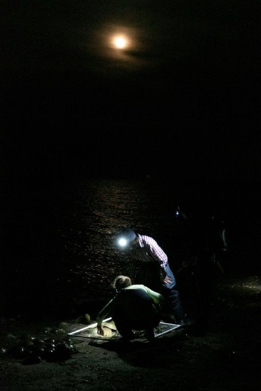(From left) Kristi Lieske, Wyatt Mosiman and Matthew Oswald conduct a survey of horseshoe crabs spawning on a beach at the Ted Harvey Wildlife Area near Dover, Delaware
