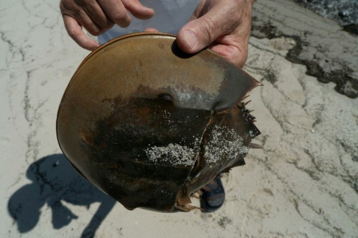 Glenn Gauvry, president of the Ecological Research & Development Group, a nonprofit advocating for the conservation of horseshoe crabs, holds a horseshoe crab at Pickering Beach, Delaware