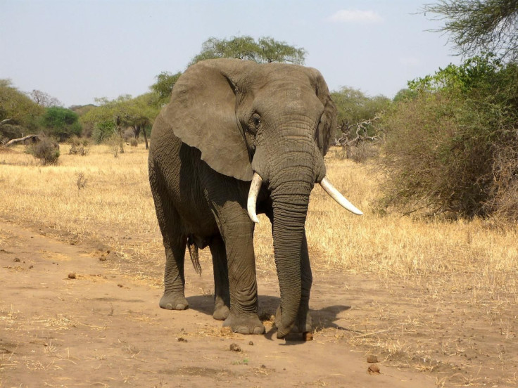 elephant-114543_1280