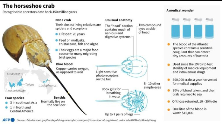 Factfile on the horseshoe crab, the ancient blue-blooded natural wonder of the oceans.