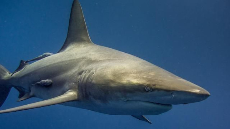 shark-gfa14b81ad_640