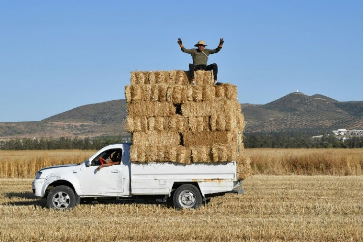 Man sits atop harvested bales of wheat packed in the back of a pickup truck in a field in the Sidi Thabet region north of the Tunisian capital Tunis