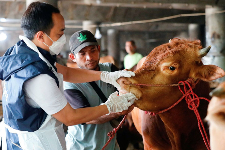 A Marine and Agricultural Food Security officer inspects a cow at a cattle shop to prevent the spread of foot and mouth disease in Tanjung Priok, North Jakarta, Indonesia, June 24, 2022.