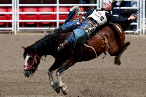 Richmond Champion of Stevensville, Montana rides the horse Yipee Kibitz in the bareback event during the rodeo at the Calgary Stampede in Calgary, Alberta, Canada July 9, 2021.  