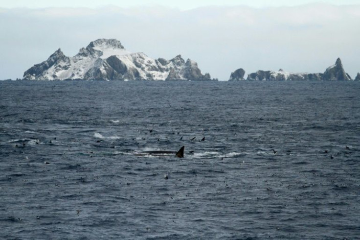 A University of Hamburg photo shows fin whales feeding at the northern coast of Elephant Island, in what scientists hailed as a sign of hope for the species