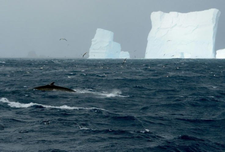 While scientists say numbers have been slowly rebounding since a 1976 whaling ban, there had been few sightings of these mysterious animals in large groups at their historic feeding grounds