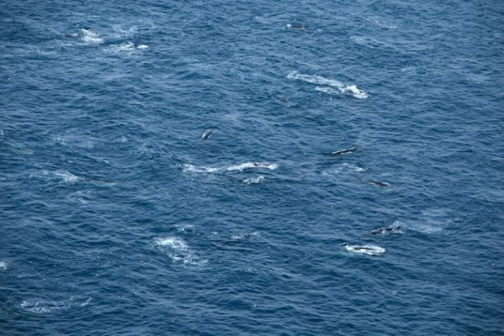 Industrial whaling saw fin whales slaughtered to near-extinction during the 20th Century