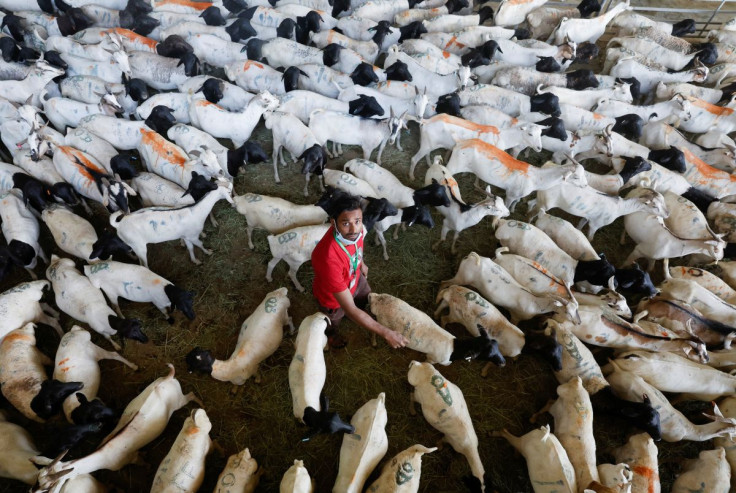 A worker looks on as he prepares sacrificial animals ahead of Eid al-Adha in Mecca, Saudi Arabia, July 6, 2022. 