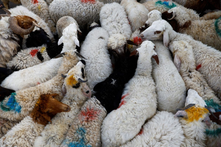 Sacrificial animalsÂ are displayed at a livestock market ahead of theÂ EidÂ al-Adha festival, in Baghdad,Iraq July 8, 2022. 