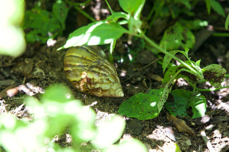 Giant African land snail is seen in this handout picture taken in New Port Richey, Pasco County, Florida, U.S., June 29, 2022, obtained by Reuters on July 8, 2022. Shelby Howell/Florida Department of Agriculture and Consumer Services Division of Plant Ind