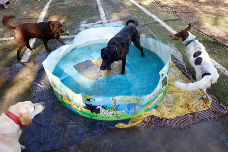 Adopted dogs cool off in a plastic pool during the second heatwave of the year at an association for the protection of animals (ARPA) in Ronda, southern Spain, July 10, 2022.