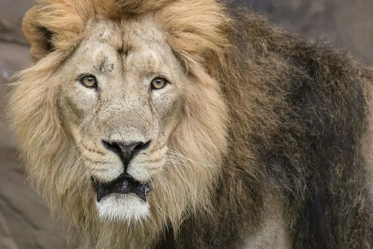 Lion Kills Man Who Entered Its Enclosure By Scaling 10-Foot Zoo Fence - Vimarsana News
