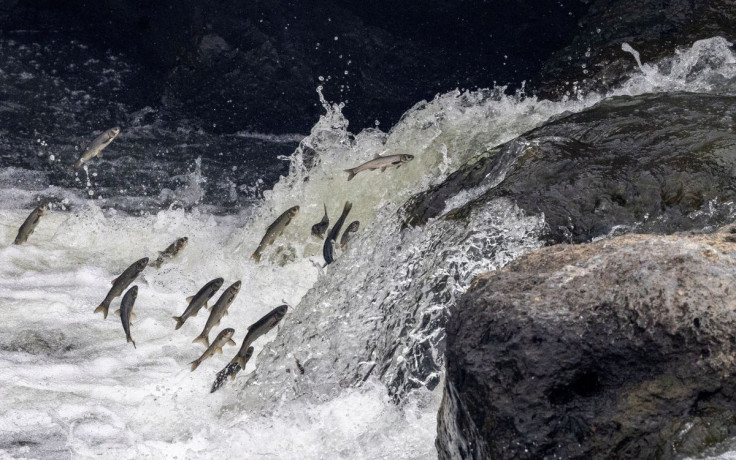 Pearl mullets, an endemic fish species, try to jump over a small waterfall as they swim upstream to lay their eggs in the fresh waters of Deli Cay River, rather than the highly carbonated waters of Lake Van, near the Turkish town of Ercis, in the Van Prov