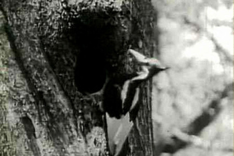 The ivory-billed woodpecker, feared extinct for 60 years, was seen in a remote part of Arkansas, ornithologists said on April 28, 2005. REUTERS