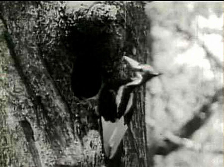 The ivory-billed woodpecker, feared extinct for 60 years, was seen in a remote part of Arkansas, ornithologists said on April 28, 2005. REUTERS