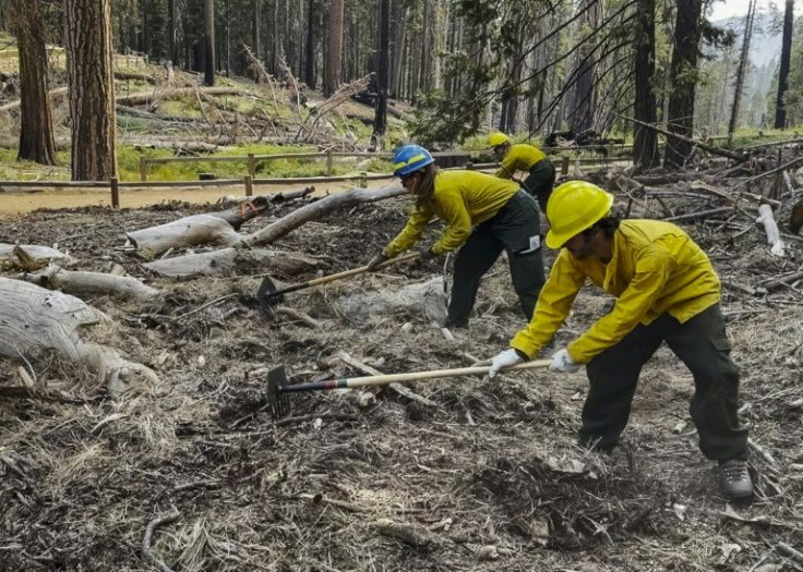 Firefighters cleared debris from the Mariposa Grove of giant sequoia trees to protect it from the Washburn Fire burning in Yosemite National Park in California