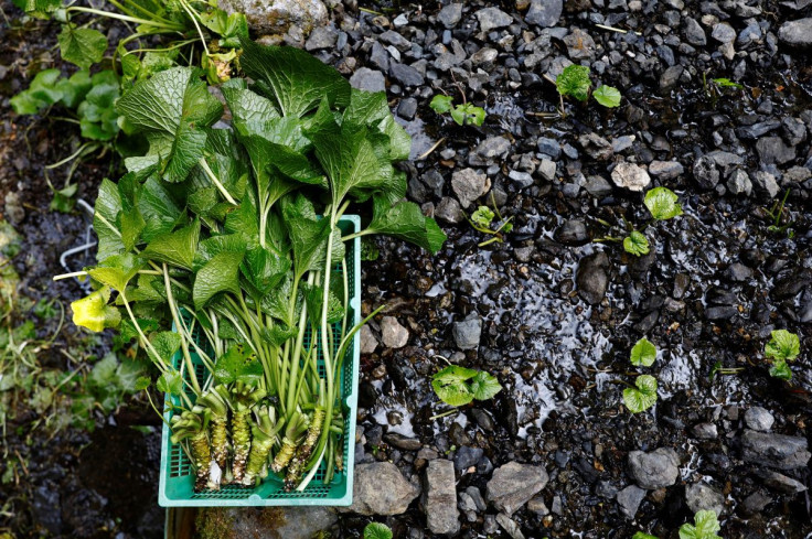 Newly harvested wasabi roots are kept in a basket in a field on Masahiro Hoshina's farm in Okutama Town, Tokyo, Japan, May 30, 2022.