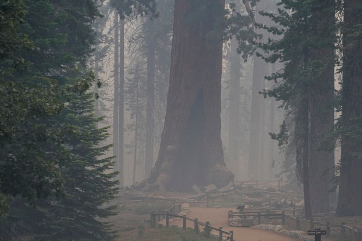 The Grizzly Giant, a giant sequoia in Yosemite National Park's Mariposa Grove, is enshrouded in Washburn Fire smoke near Wawona, California, U.S. July 11, 2022.