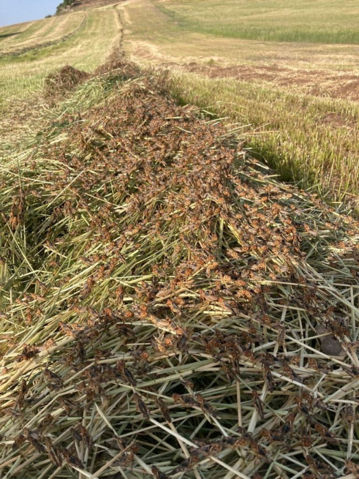 A swarm of locusts are seen on a field on the island of Sardinia, in Noragugume, Italy, May 22, 2022. Picture taken May 22, 2022. Rita Tolu/Handout via REUTERS  