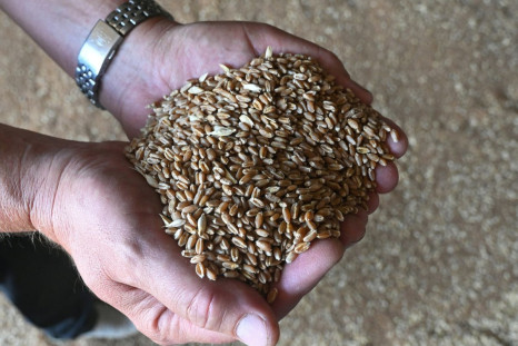 A farmer holds freshly harvested wheat grains in the Rostov Region, Russia July 6, 2022. 