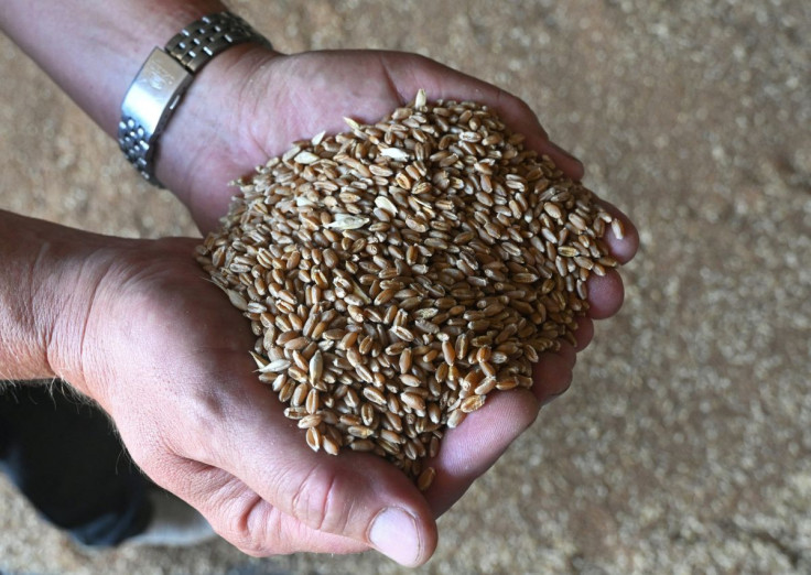 A farmer holds freshly harvested wheat grains in the Rostov Region, Russia July 6, 2022.