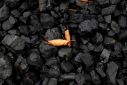 A leaf sits on top of a pile of coal in Youngstown, Ohio, U.S., September 30, 2020. 