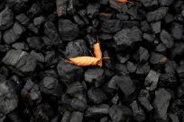 A leaf sits on top of a pile of coal in Youngstown, Ohio, U.S., September 30, 2020. 