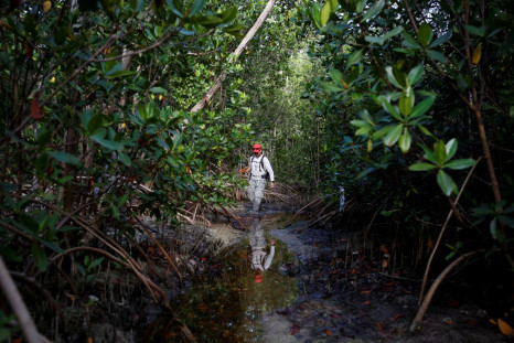 Andrew Otazo, who calls himself an amateur mangrove cleaner, looks for trash to remove from the mangroves at Crandon Park in Miami, Florida, U.S. July 13, 2022. 