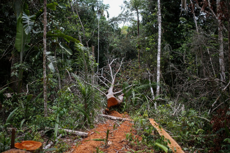 A felled tree is seen in the middle of a deforested area of the Yari plains, in Caqueta, Colombia March 3, 2021. 