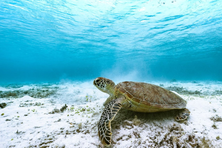 green-turtle-7133765_1280