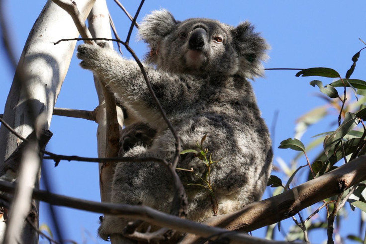 A mother koala named Kali and her joey are seen in their natural habitat in an area affected by bushfires, in the Greater Blue Mountains World Heritage Area, near Jenolan, Australia, September 14, 2020.  