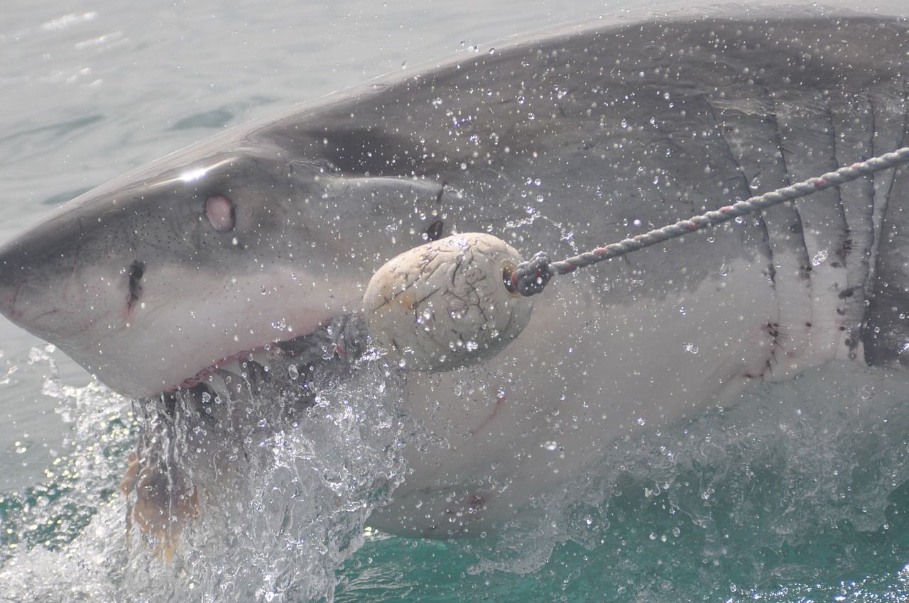 fisherman-catches-6-foot-long-shark-gets-bitten-as-he-tries-to-release