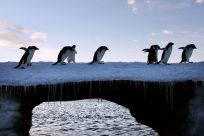 Adelie penguins are pictured at Cape Denison, Commonwealth Bay, in East Antarctica, January 6, 2010. 