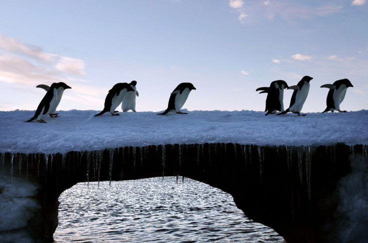 Adelie penguins are pictured at Cape Denison, Commonwealth Bay, in East Antarctica, January 6, 2010. 
