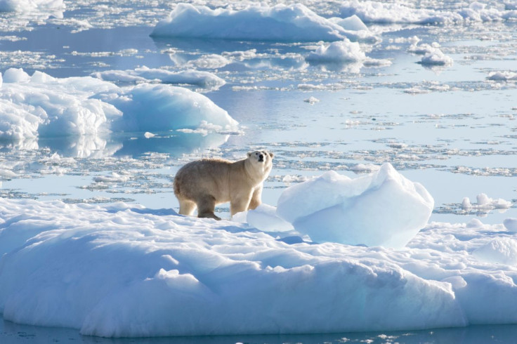 A southeast Greenland polar bear on glacier, or freshwater, ice is seen in this handout photograph taken in September 2016.   Thomas W. Johansen/NASA Oceans Melting Greenland/Handout via REUTERS  