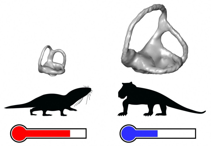 Size differences between inner ears (in grey) of warm-blooded mammaliamorphs (on the left) and cold-blooded, earlier synapsids (on the right). Inner ears are compared for animals of similar body sizes.Romain David and Ricardo Araujo/Handout via REUTERS.